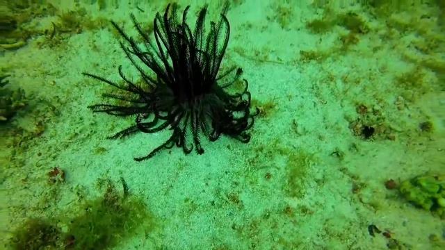 Морская лилия шагает по песку. Филиппины 2017 смотреть онлайн