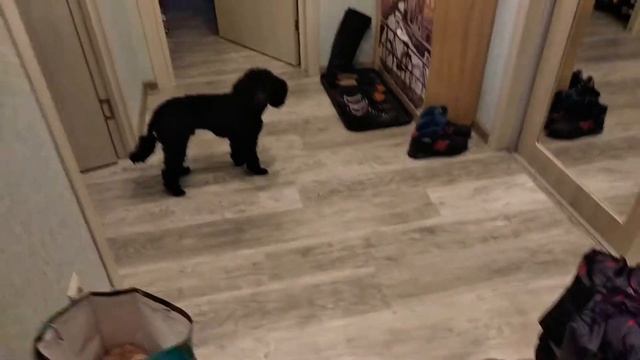 Приколы с животными: Черный пудель моется сам смотреть онлайн