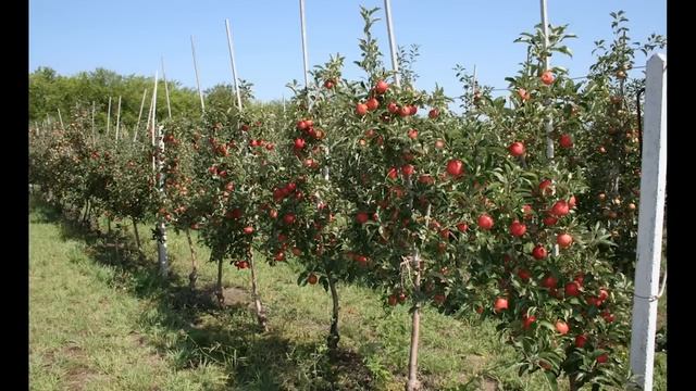 Яблоня мельба. Описание сорта. Посадка и уход