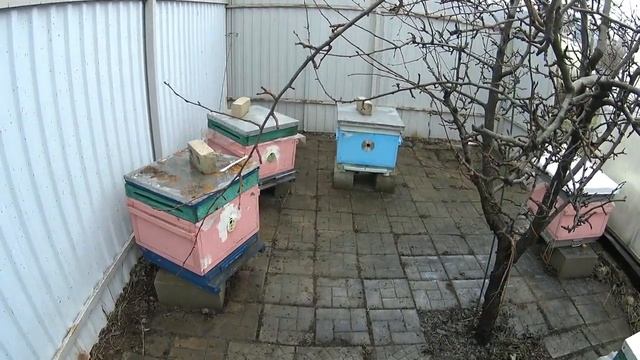 Зачем кормить пчёл ранней весной ? смотреть онлайн