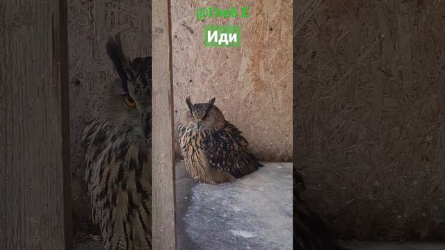 Иди #филиппфилиппыч#owl#nature#animals#park#glebe#филин#сова#природа#животные#парк#глебе#video#виде смотреть онлайн