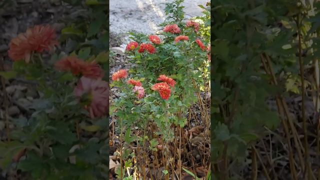 Везде морозы, а в Анапе цветут розы смотреть онлайн