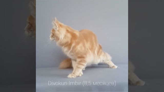 Имбирь (Divokun Imbir) кот кремовый мраморный мейн кун в возрасте 8,5 месяцев (MCO e22) смотреть онлайн