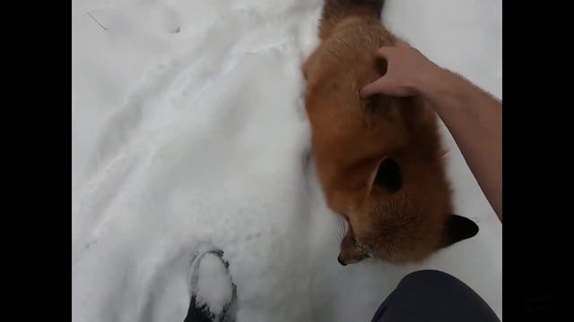 ЛИ СЯО. Алиса - Лиса. Таинственное исчезновение тряпок. смотреть онлайн