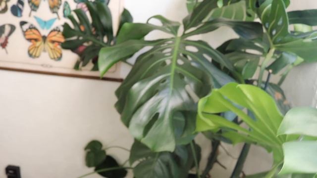Apartment Tour | Boho, Scandi Apartment in San Diego, CA | Earthy decor, plant collection смотреть онлайн