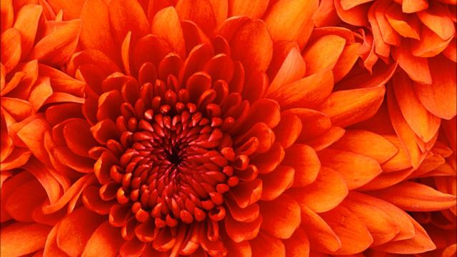 Sonata Op 1, No 15, E major, HWV 373(Adagio & Allegro) - Handel смотреть онлайн