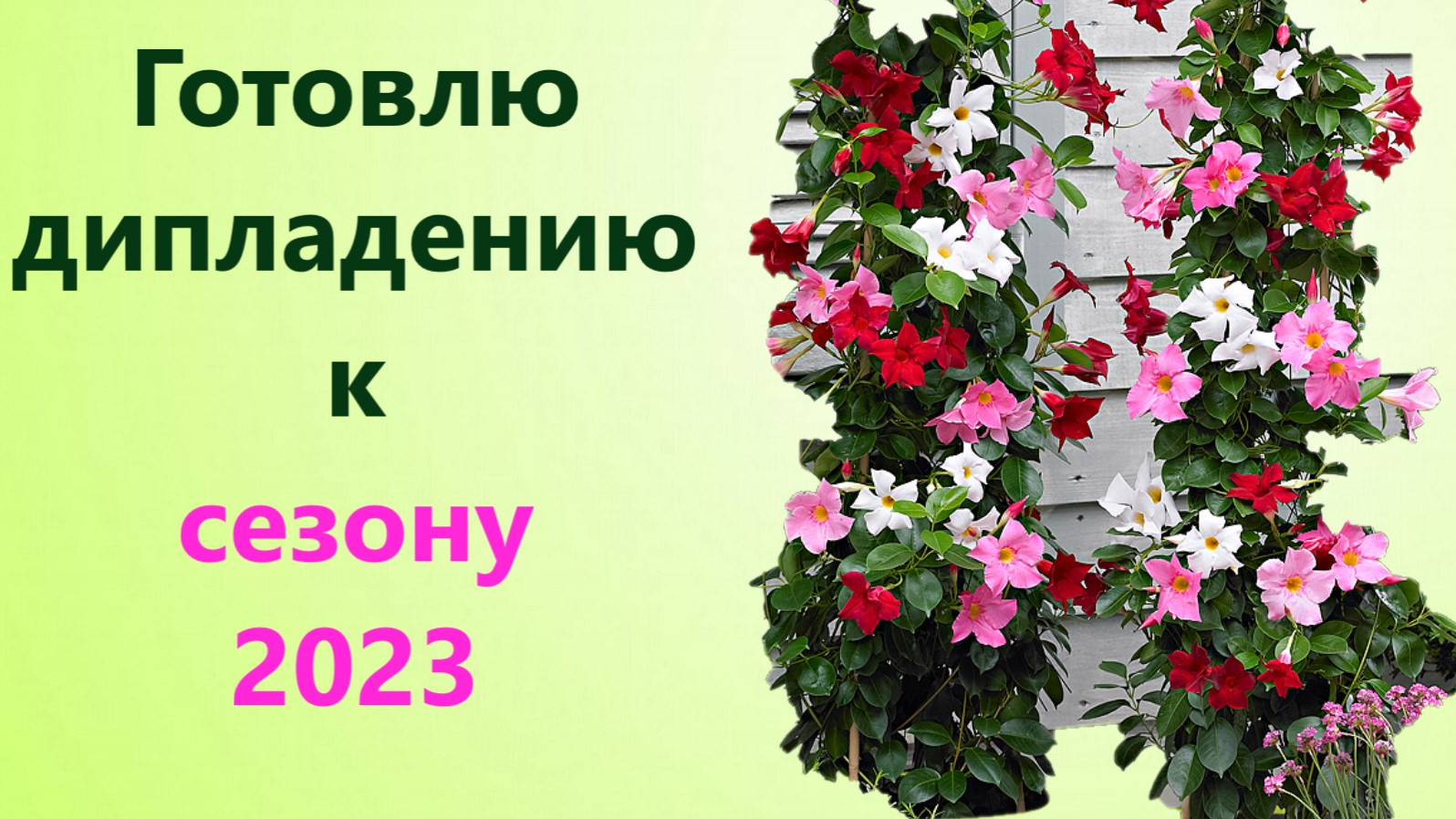 Подготовка взрослой дипладении к сезону 2023. Обзор черенков и семенной дипладении. смотреть онлайн