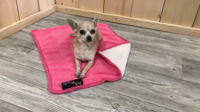 Jack and Vanilla Monsoon Deken | De Chihuahua Shop .nl смотреть онлайн