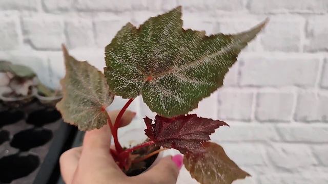 Детки бегоний на 13.09.23 смотреть онлайн