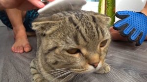 VLOG Помогаю Маме Наш обычный день кошка Лола