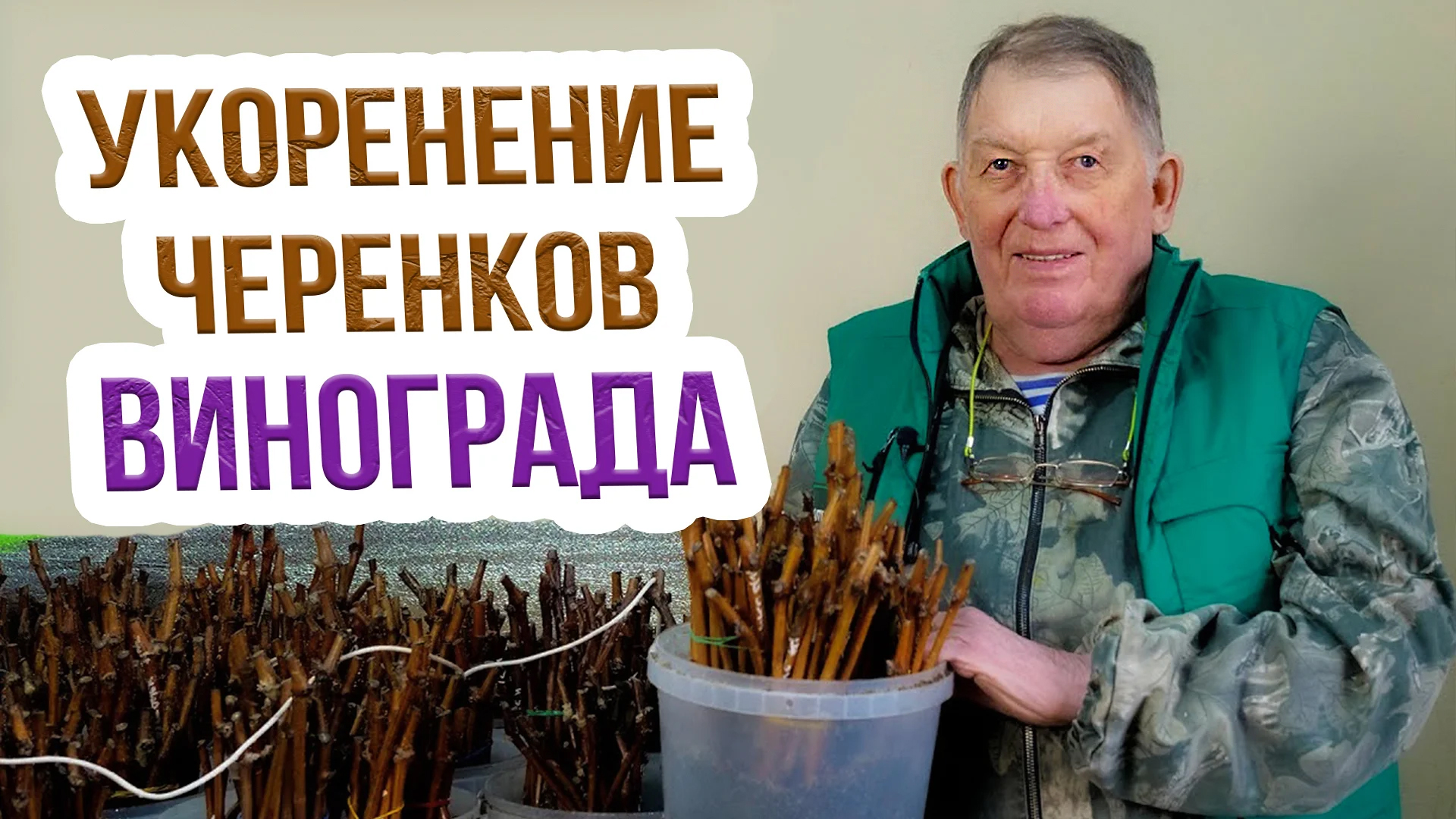 Как укоренить черенки винограда? Мастер-класс по проращиванию черенков винограда от А.С. Сидоровича смотреть онлайн