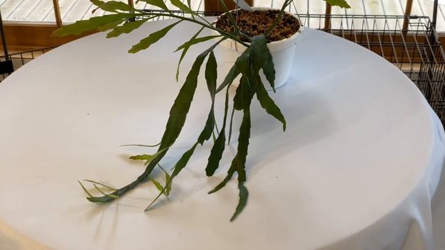 Disocactus Collection
