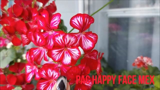 Мои плющелистные пеларгонии. Выпуск от 26.03.22 смотреть онлайн