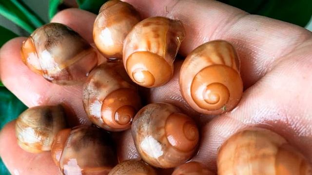 ГИГАНТСКАЯ УЛИТКА Ахатина смотреть онлайн