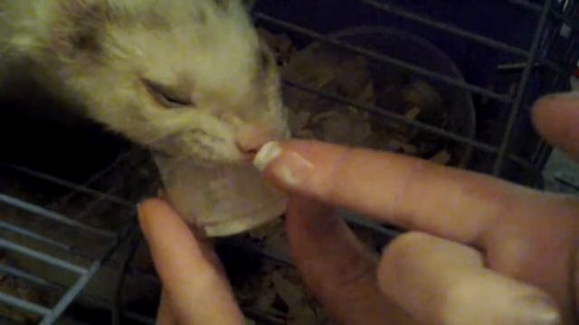 Мой хорёк ест сметану смотреть онлайн