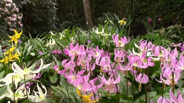 Erythronium FB смотреть онлайн