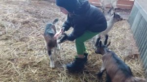 Альпийские дойные козы. ЛПХ "Добрая коза"