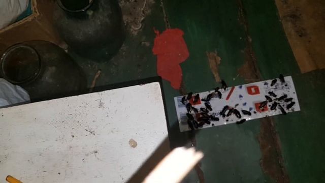 Тараканы ловятся на липкую ловушку. Словил много огромных тараканов. Таракан в ванной смотреть онлайн