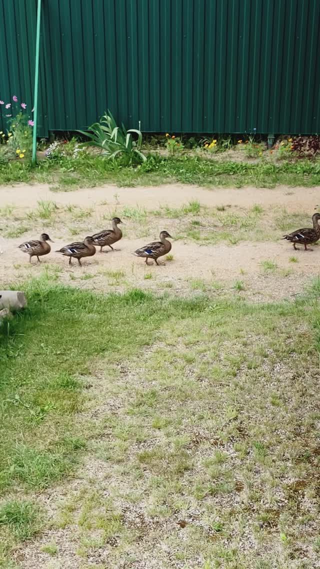 Утки ходят гуськом #shorts