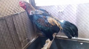 Бойцовский петухи