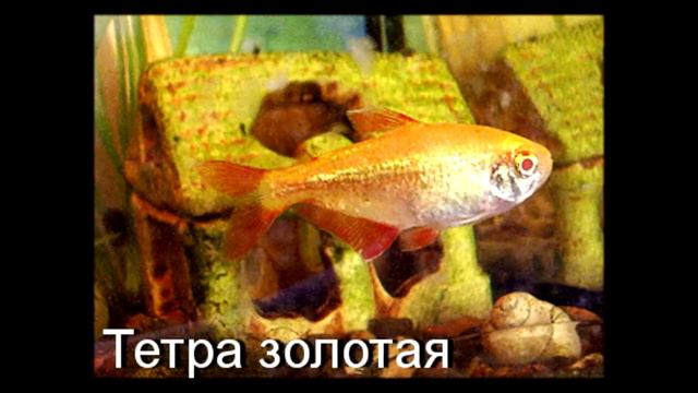 Зоомагазин "Центр природы" г. Воронеж, аквариумные рыбки смотреть онлайн