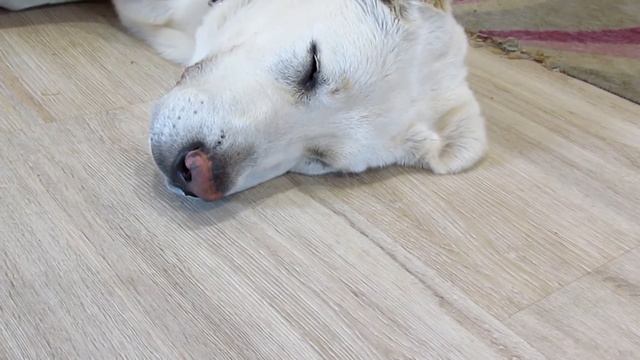 Розовый нос у собаки/ Трескается нос/ Виттри/ Ошейник Foresto смотреть онлайн