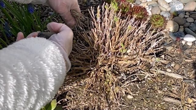English Lavender "Sweet Romance" - Spring Pruning April 7 смотреть онлайн