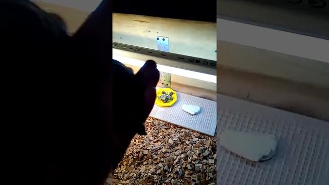 Все про кормление сухопутных черепах (Часть 1) смотреть онлайн