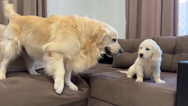 Golden Retriever Meets Golden Retriever Puppy for the First Time смотреть онлайн