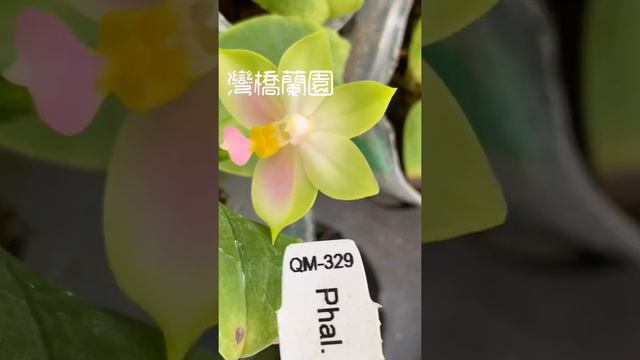 原生種 Phal. bellina ‘Mainshow Pink’ смотреть онлайн