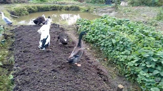 Индийские бегуны помогают сажать чеснок?