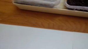 ПОСЕВ ТАБАКА СЕМЕНА ВИРДЖИНИЯ