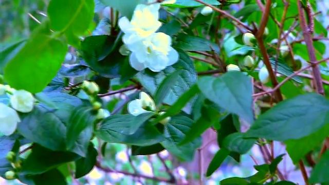 КРАСИВЫЙ Футаж ВЕСНА ПРИШЛА ОЧЕНЬ КРАСИВО FOOTAGE SPRING COMES VERY BEAUTIFUL ПОДПИШИСЬ ! смотреть онлайн