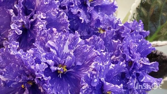 Много новинок в марте 2023/выставка фиалок(МК) в Доме фиалок на Пятницкой#фиалки#выставка#домфиалки смотреть онлайн