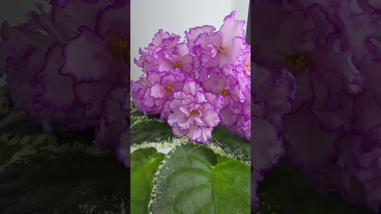 ЕК-Кураж, АВ-Дочь Кондитера, АВ-Нежный Зверь, ЕК-Тайга и другие любимки смотреть онлайн