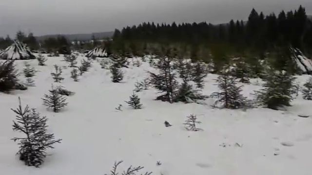 Живые новогодние ЕЛКИ ОПТОМ "Пермская елка" Производитель смотреть онлайн