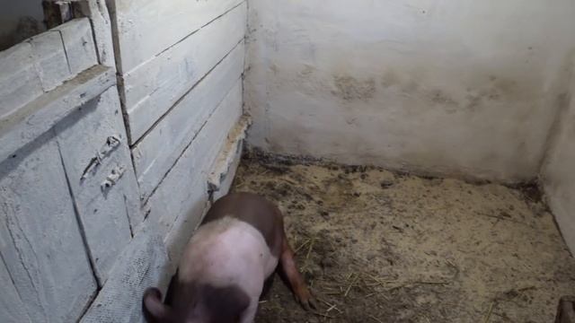 Бизнес на дому, займись лучше свиньями .Купил Три тонны пшеницы ,как там геморой смотреть онлайн