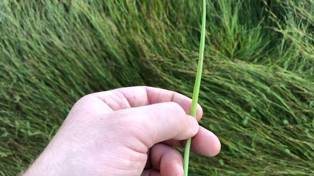 Goose Tongue (Plantago Maritima) смотреть онлайн
