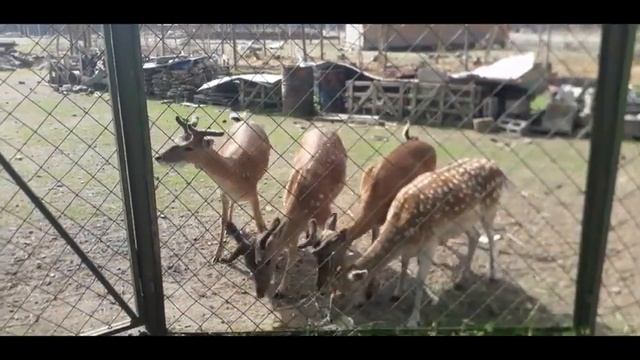 Оленья ферма под Петербургом, около Рощино. Это надо видеть! смотреть онлайн