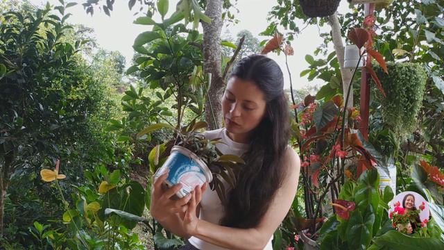 Top 8 de plantas favoritas del momento, todas HERMOSAS | Jardín Diaz смотреть онлайн