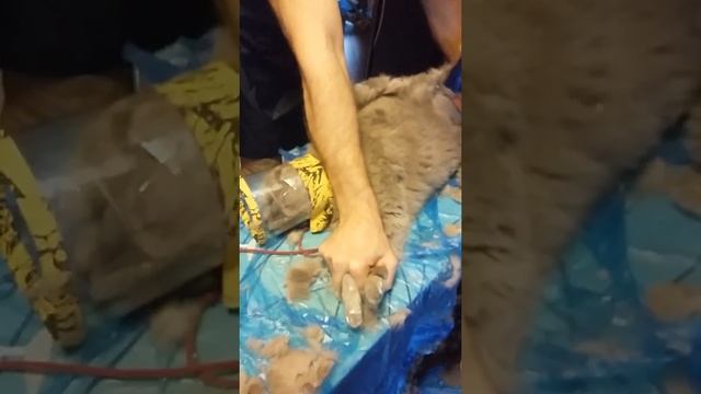 Стрижка британца смотреть онлайн