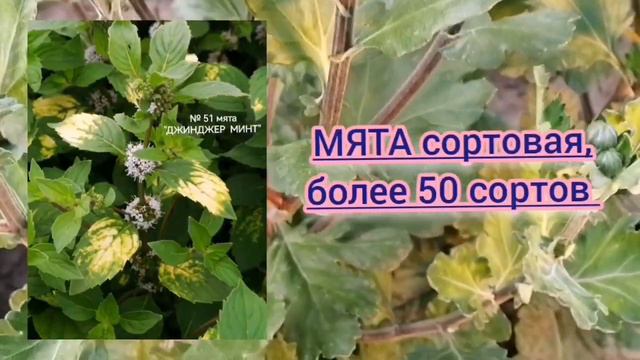 АКЦИЯ - растения! смотреть онлайн