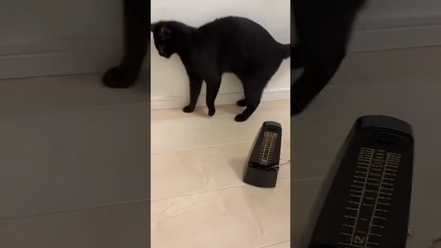 Нервный коТИК смотреть онлайн