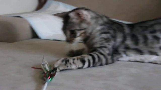 Бенгальский кот питомника BENGLCATS.com, кастрирован. смотреть онлайн