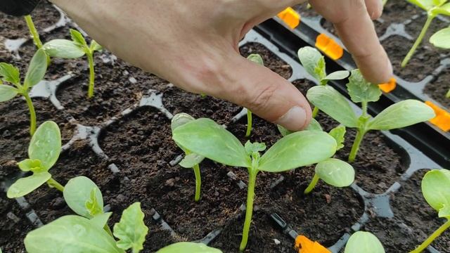 Разница между одним сортом но разных производителей. Чарльстон Грей смотреть онлайн