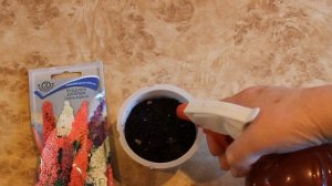 Красиво цветущий кустарник Будлея Давида - "осенняя сирень", из семян в домашних условиях. Просто.