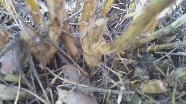 10 апреля 2018 Открываем Крупнолистные гортензии смотреть онлайн