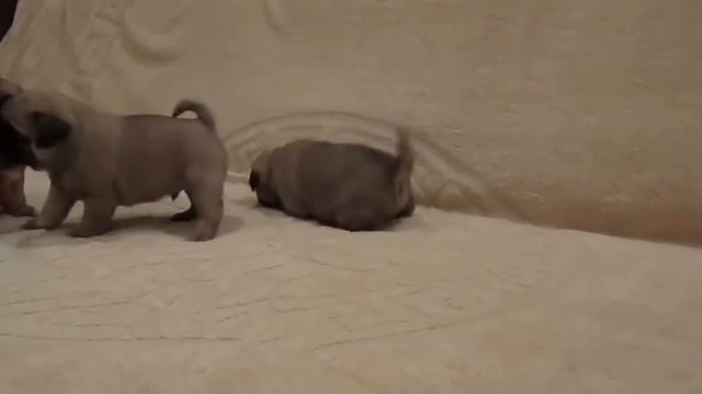 Малыши мопсы играют! Супер позитив! смотреть онлайн