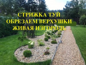 Живая изгородь из туй, как вырастить быстро.