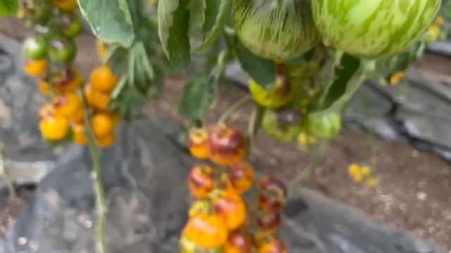 ЭТИ СОРТА ПОМИДОР ДАДУТ СУПЕР УРОЖАЙ В ТЕПЛИЦЕ И ОТКРЫТОМ ГРУНТЕ!